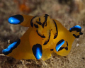   Nudi indian ocean Khor Fhakkan. Fhakkan  